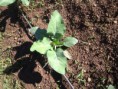 /album/taller-jardineria/img-0306-jpg/