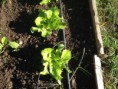 /album/taller-jardineria/img-0307-jpg/