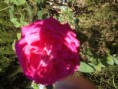 /album/taller-jardineria/img-0309-jpg/
